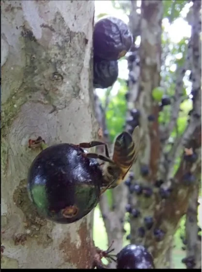 Jaboticaba & abelha