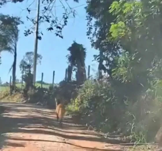 Lobo-guará