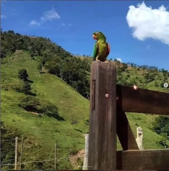 Papagaio