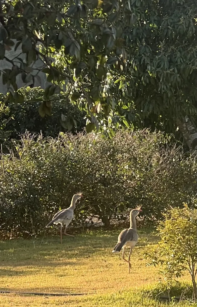 Siriemas ao amanhecer