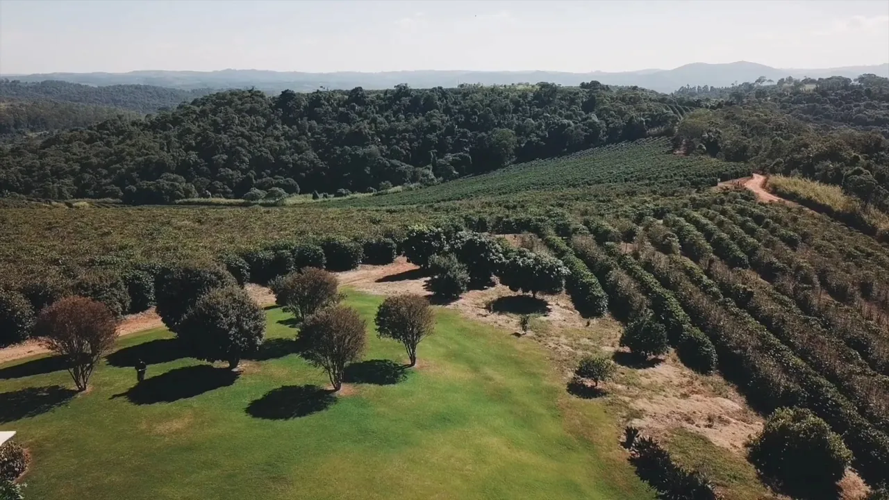 Cafezais em curvas de nível vistos de cima, na Fazenda Jaboticabeiras