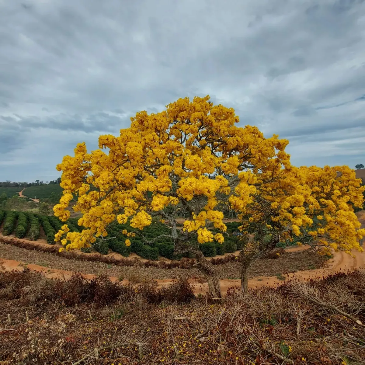 Ipê amarelo florido junto ao cafezal